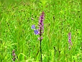 23_Orchis moucheron_2